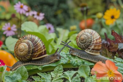 Ne repoussez plus escargots et limaces : ces alliés inattendus pour un jardin florissant
